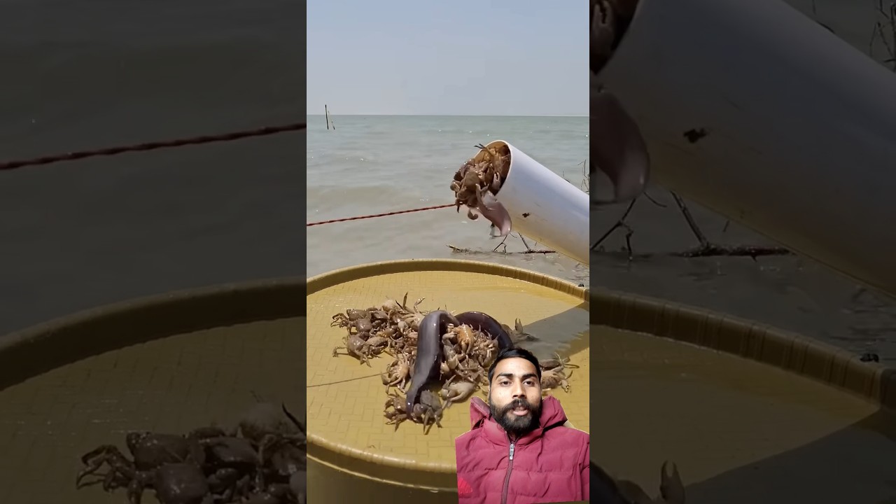 Amazing fish video 44 