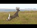 Lovely facts about the regal white tailed deer