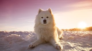How to Exercise Your Samoyed Puppy � Tips for a Happy and Healthy Dog by Samoyed USA 154 views 1 month ago 4 minutes, 23 seconds
