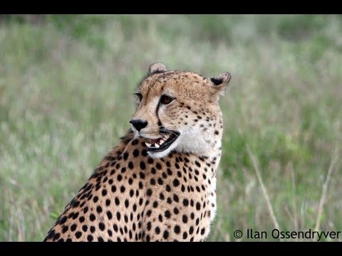 Cheetah Calling 