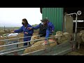 Ovejas australianas en Extremadura gracias a la ganadería de Rita | Maestros del campo