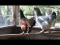 How to Raise Egg-Laying Chickens