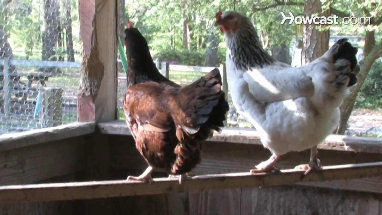 How To Raise Egg Laying Chickens Youtube