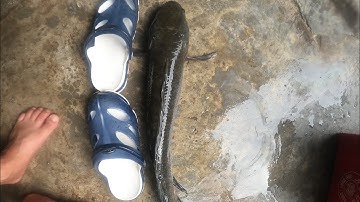 Test nhái hơi f68 lên hugo (lóc khủng) | Giant snakehead hunting | #snakehead #hugo #câulure