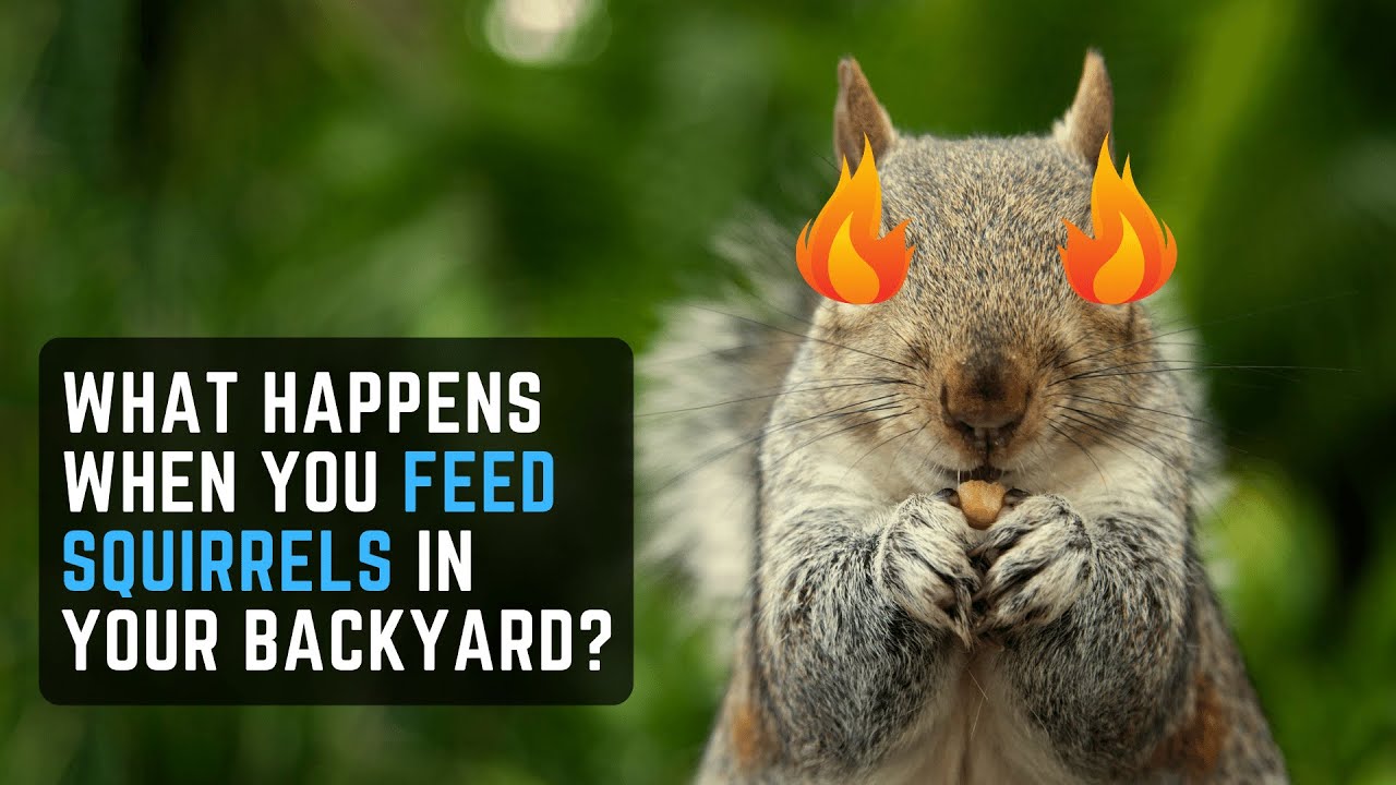 What Happens When You Feed Squirrels In Your Backyard? (Precautions To Be Aware Of!)