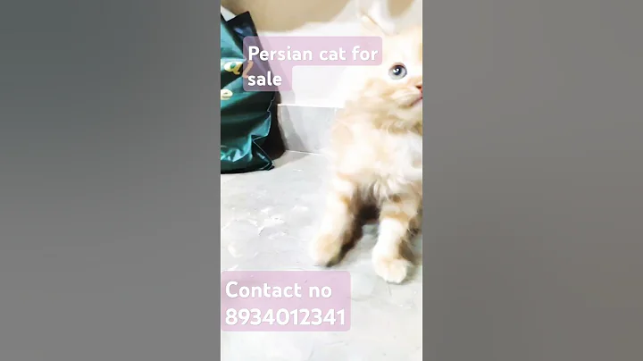 Watch the video about Persian Cats For Sale 🐈 I Quality kitty 😍 I #cats #shorts #shortsfeed #viralshort #trending