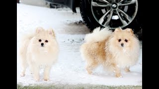 Кремовые девочки шпица 8 мес Кремовые девочки шпица 8 мес
