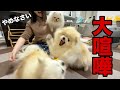 新しいおもちゃが原因で大喧嘩に発展しちゃいました