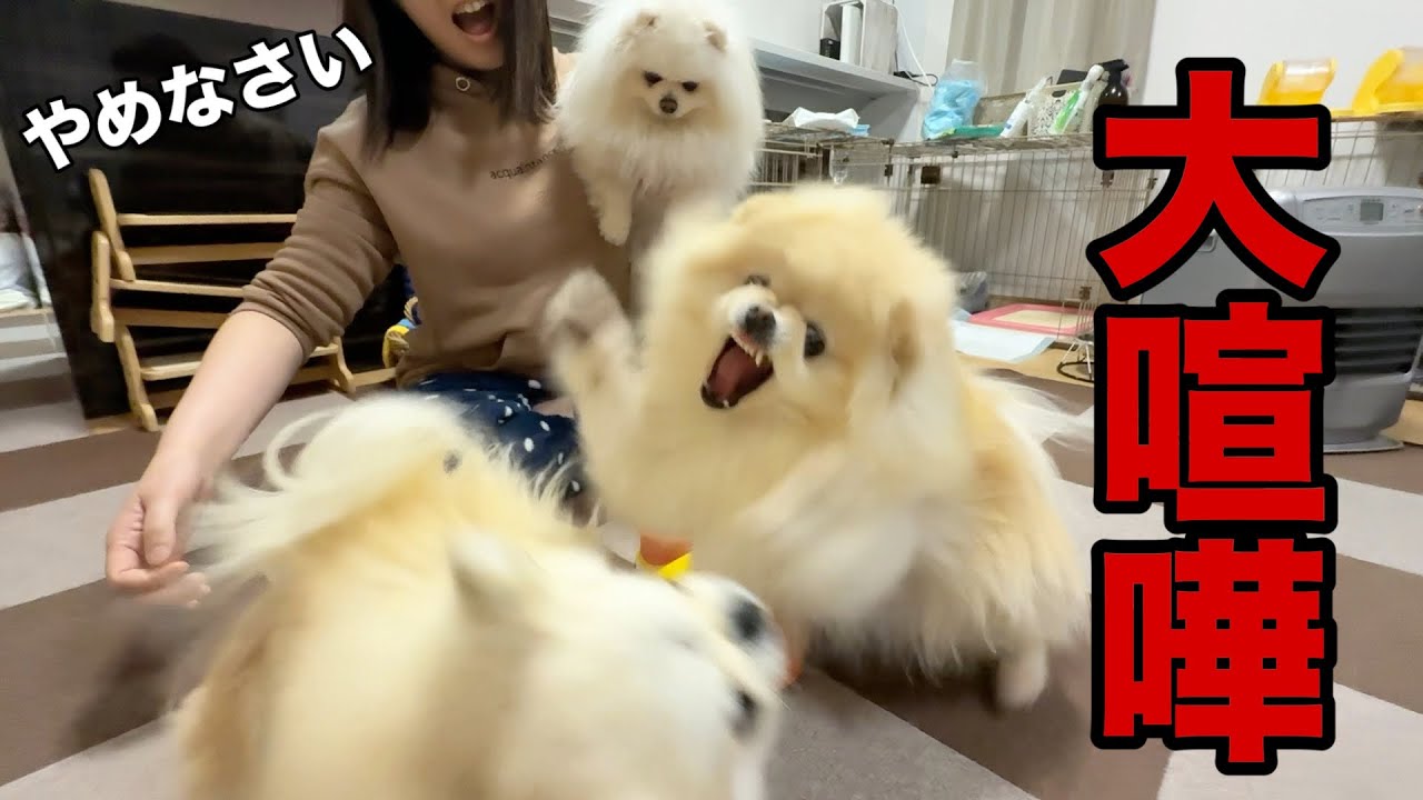 新しいおもちゃが原因で大喧嘩に発展しちゃいました