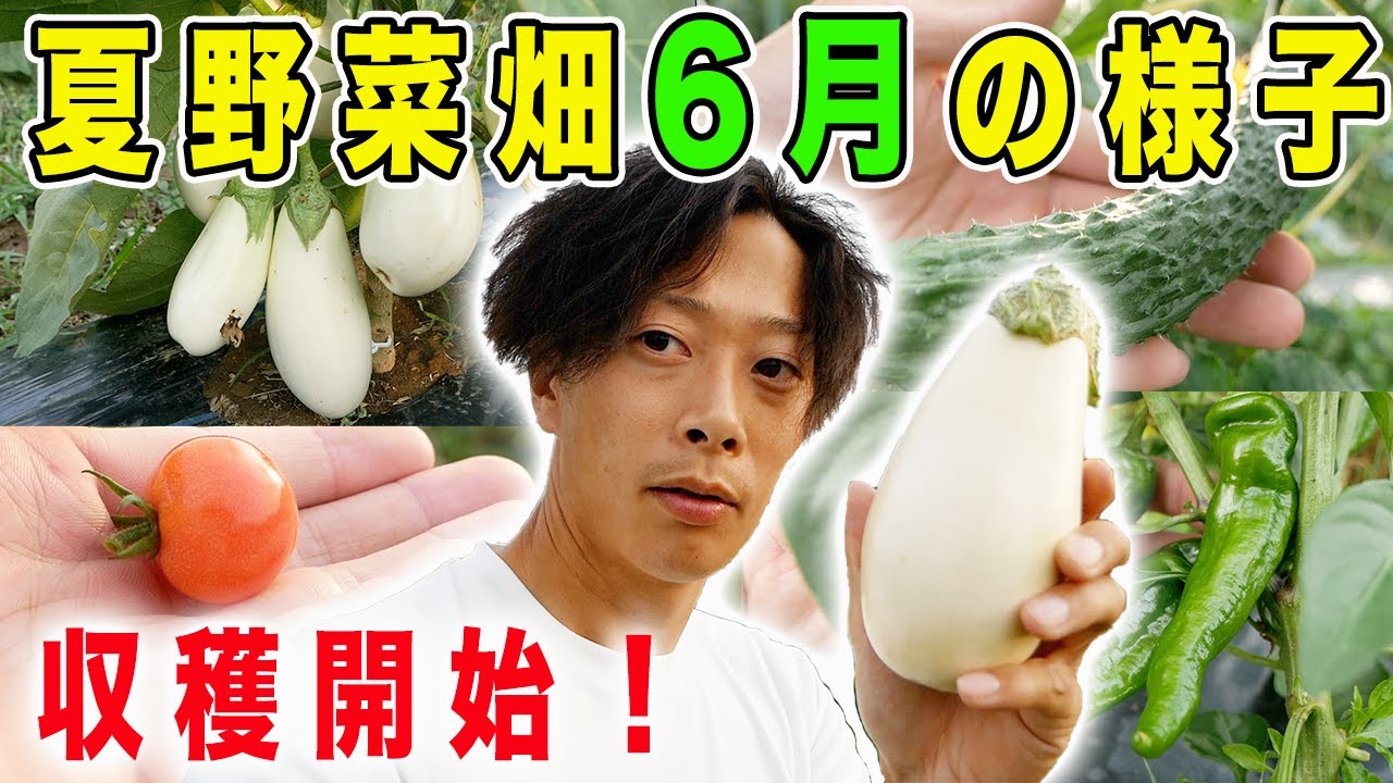 夏野菜畑の様子 6月上旬 収穫開始 トマト キュウリ ナス シシトウ Youtube