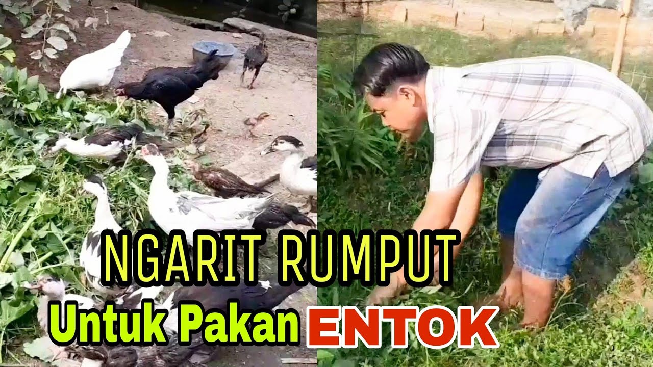 NGARIT RUMPUT UNTUK PAKAN ENTOK BIAR CEPAT GEMUK 