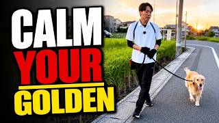 Stop Golden Retriever Pulling, Jumping & Overexcitement
