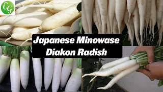 Japanese Minowase Diakon Radish Propagation