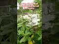 а а ља а џа Ќа џа Ѓ а µа а а Ѓ а а Ђ а а а џа ї а а Ѓа а Ќа а Ёа їа а ї а а Ўа їа а а Ћа Іа ѕа а џа ї а а Ёа Ђ а ња а а а Ѓ Jilledu Root Viral Bhakthi Ytshorts а а ља а џа Ќа џа Ѓ а µа а а Ѓ а а Ђ а а а џа ї а а Ѓа а Ќа а Ёа їа а ї а а Ўа їа а а Ћа Іа ѕа а џа ї а а Ёа Ђ а ња а а а Ѓ Jilledu Root Viral Bhakthi Ytshorts