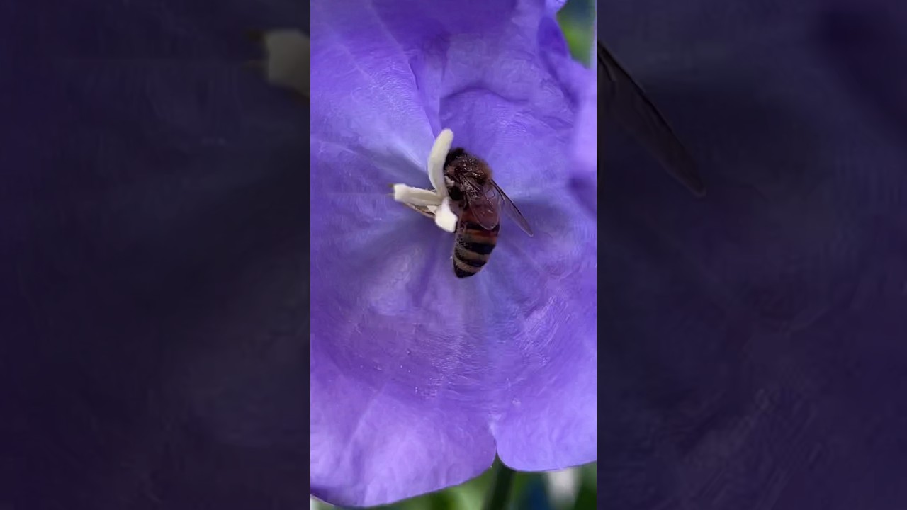 How beautifully Bee🐝 collecting juice from the flowers  