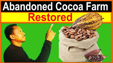 restoring an abandoned farm - cocoa farming