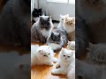 পার্সিয়ান বিড়াল জেবু এর সমর্থন 🥰#animals #birds #bettafish #lion #cat #catshorts #viralvideo