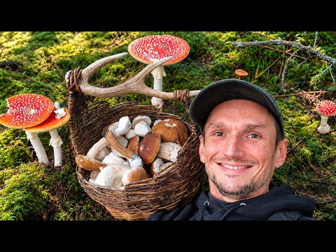 More and more beautiful MUSHROOMS - Mushroom hunting #201