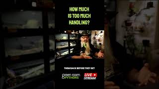 How do you know if youre handling your snake too much... or not enough?