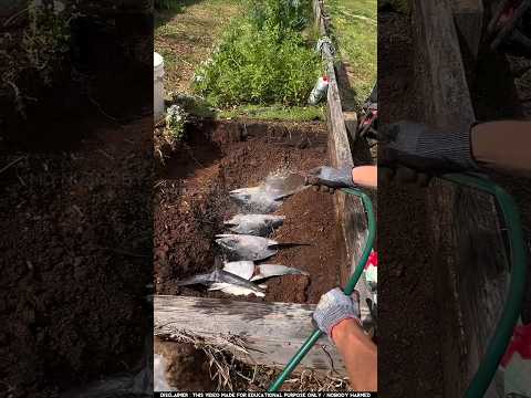 চীনারা কেন মাটির নিচে মাছ পুঁতে রাখে | farming