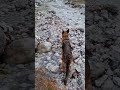 Schäferhund macht Urlaub auf einem Berg in Österreich