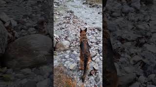 Schäferhund macht Urlaub auf einem Berg in Österreich