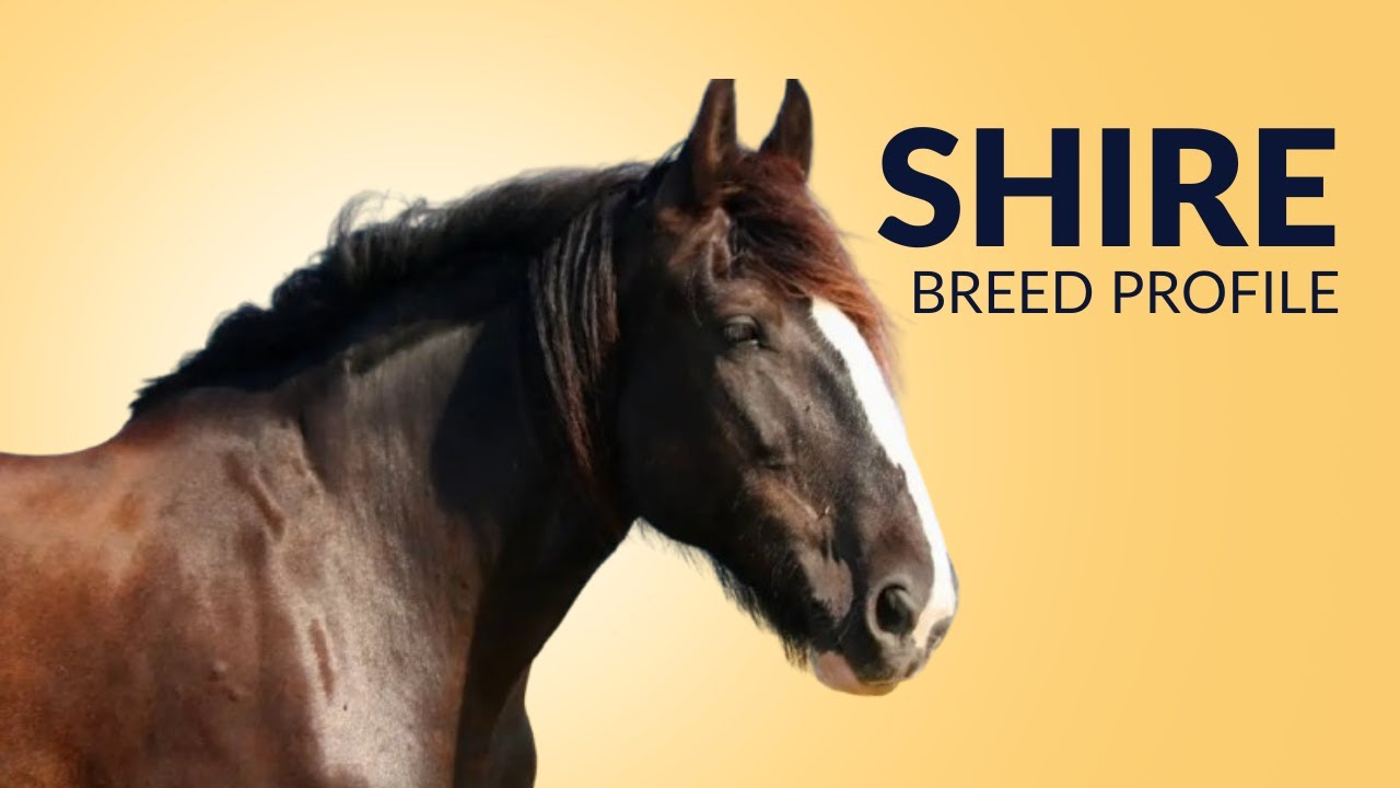 Shire Horse Breed Profile History - Price - Characteristics - Training - Grooming
