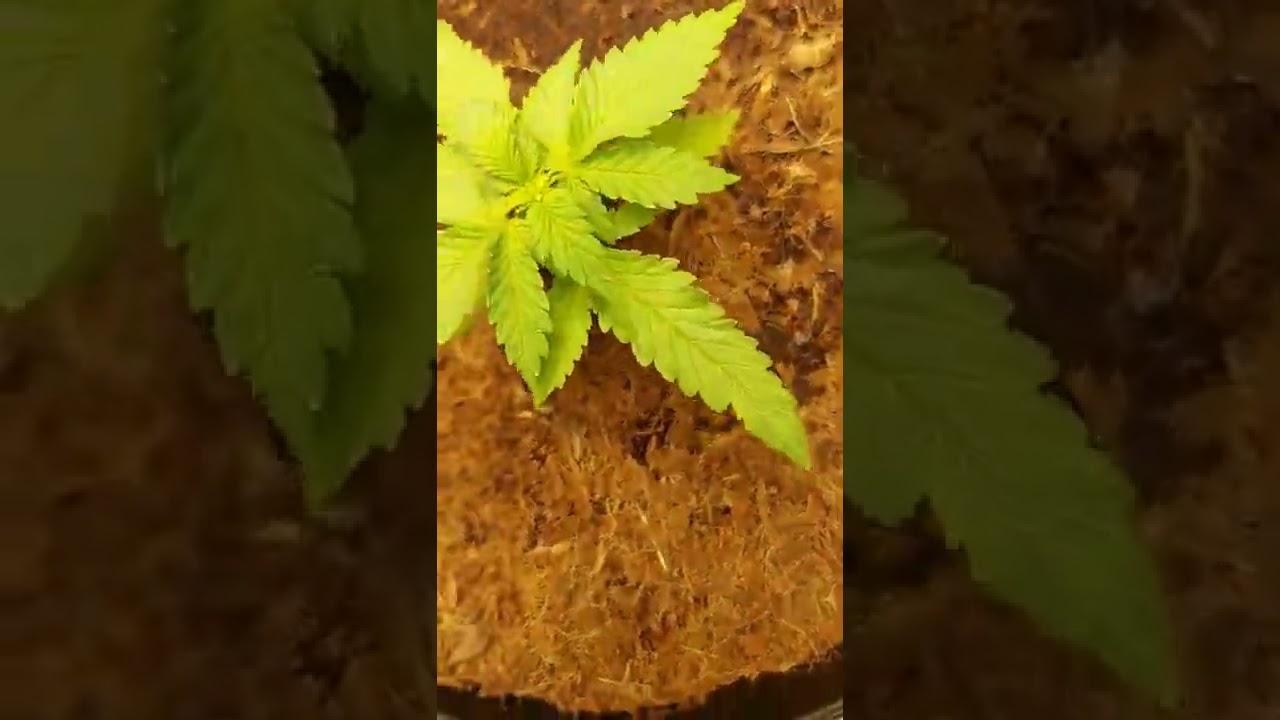 uk indoor Royal Queen Seeds fat banana auto MY juice added 3days ago look at the vegetation already
