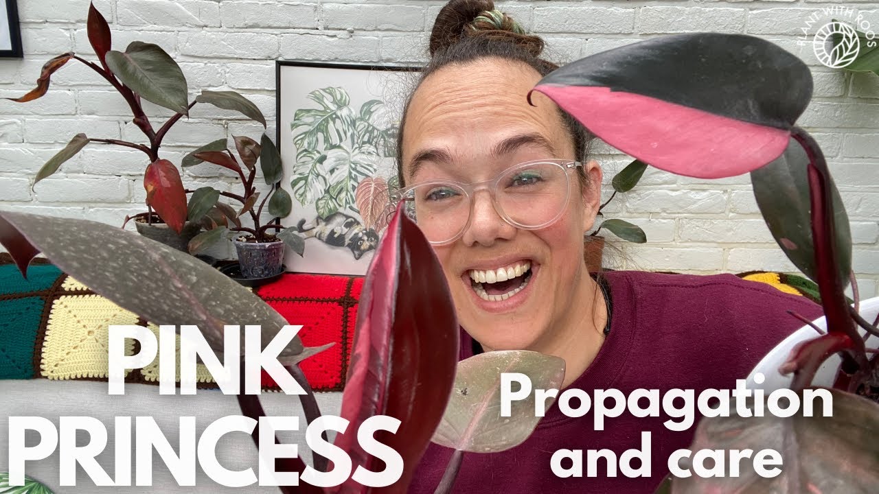 Pink Princess Propagation (with updates) and care | Plant with Roos