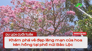 Khám phá vẻ đẹp lãng mạn của hoa kèn hồng tại phố núi Bảo Lộc  | Lâm Đồng TV