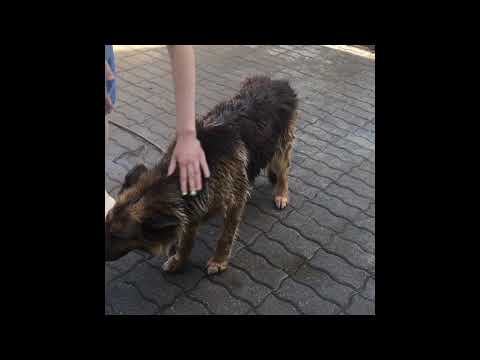 Video: Maitinant Savo šuniuką: Ko Nepamiršti