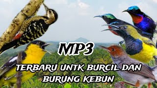 Suara pikat burcil kombinasi pelatuk ribut