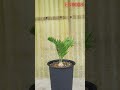 AHEAD Thailand - Encephalartos Princeps ENP008 The Regal Blue Cycad and a Collector's Treasure