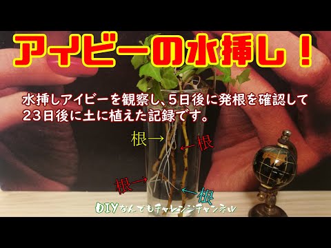 Diy なんでもチャレンジチャンネル アイビーを水挿ししてみた Youtube