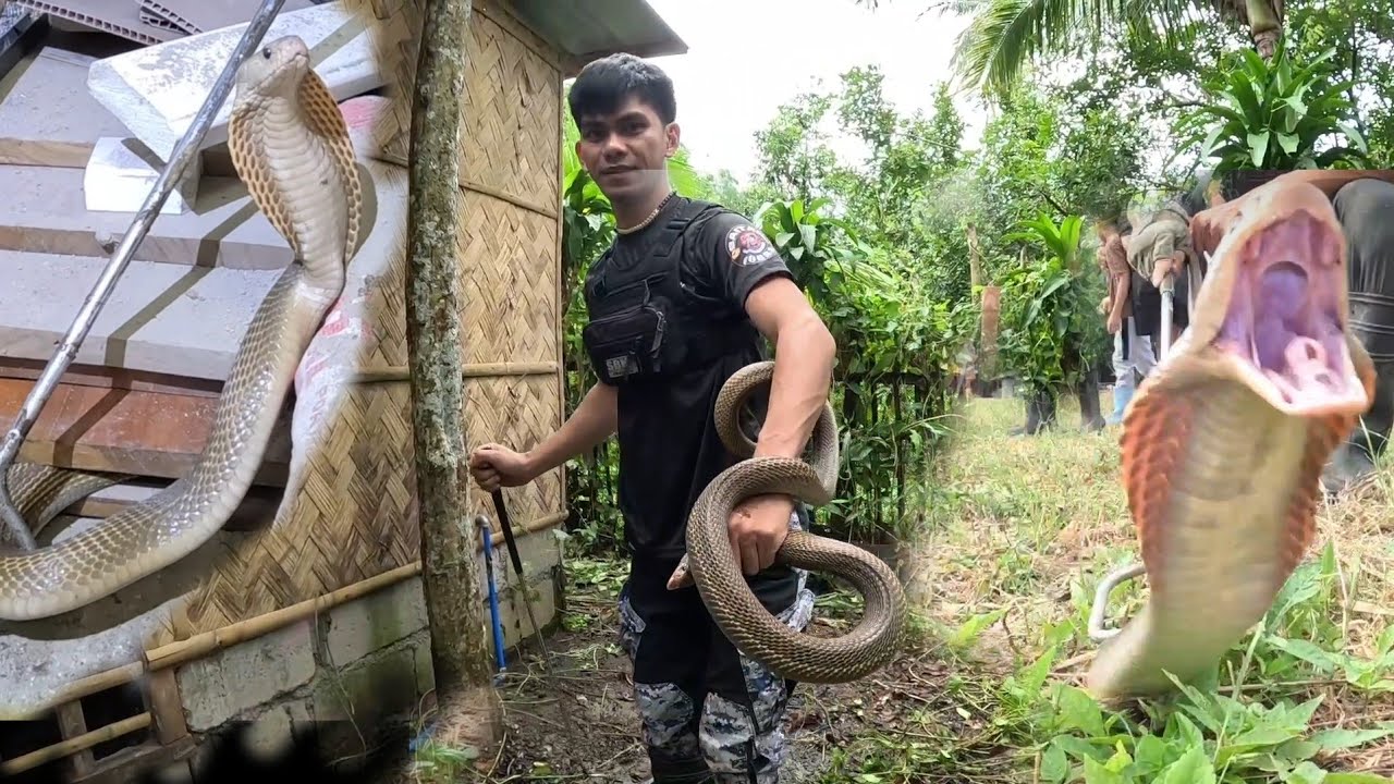 MGA NAKAKATAKOT NA COBRA SA FARM MY MGA NAPATAY NA ..
