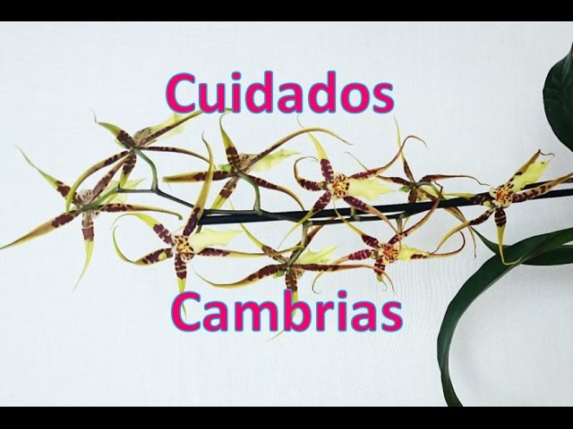 Cuidado de orquideas Cambria - thptnganamst.edu.vn