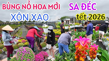 BẤT NGỜ LÀNG HOA SA ĐÉC TẾT 2026 XUẤT HIỆN TOÀN HOA KIỂNG MỚI LẠ CÚC MÂM XÔI HỒNG, HOA NGHỆ TÂY ĐỎ