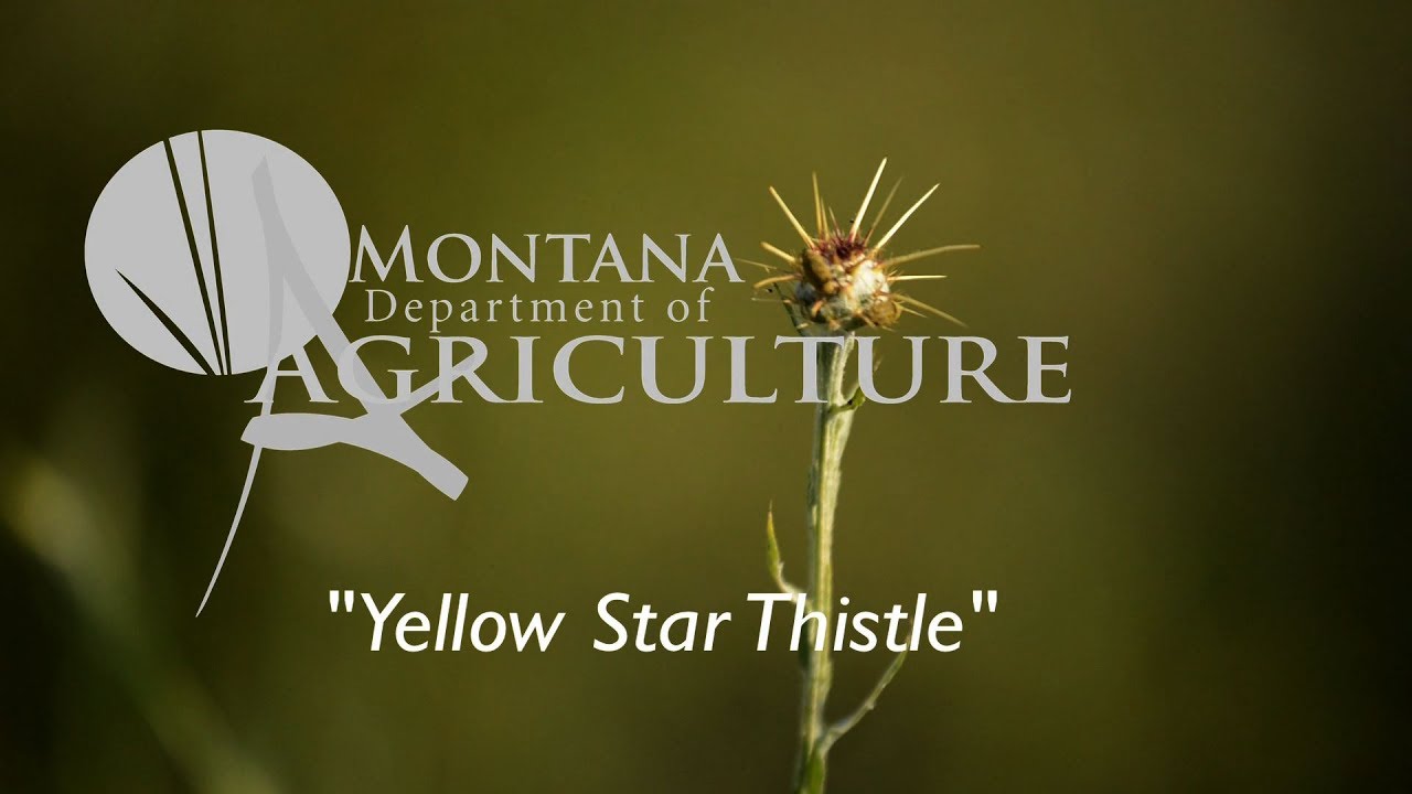 Yellow Star Thistle Noxious Weed