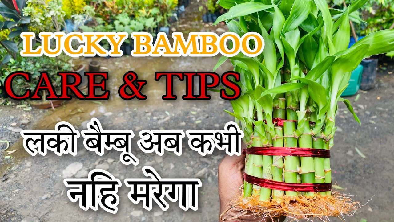 Lucky Bamboo Tips & Care /Lucky bamboo ko kese rakhe YouTube