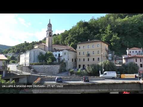 UN LUPO A SPASSO PER CROSARA | 27/07/2022