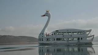 山中湖の白鳥の湖 山中湖遊覧船 山中湖の白鳥の湖 山中湖遊覧船