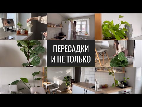 Видео: Уход за растениями Саутернвуд - Как выращивать полынь Саутернвуд