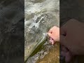 Lil man from the creek #fishing