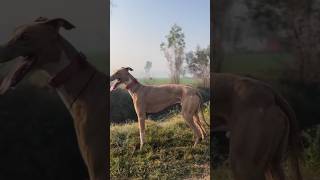 brown shikari dog #greyhound #animalracing  killer dog racing dog