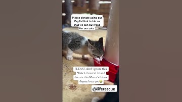 Please donate using our PayPal link in bio so that we can buy food for our cats #cats #catlovers