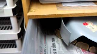 March 2013 ball python update Net Worth