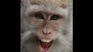 Monyet Mengantuk #shorts