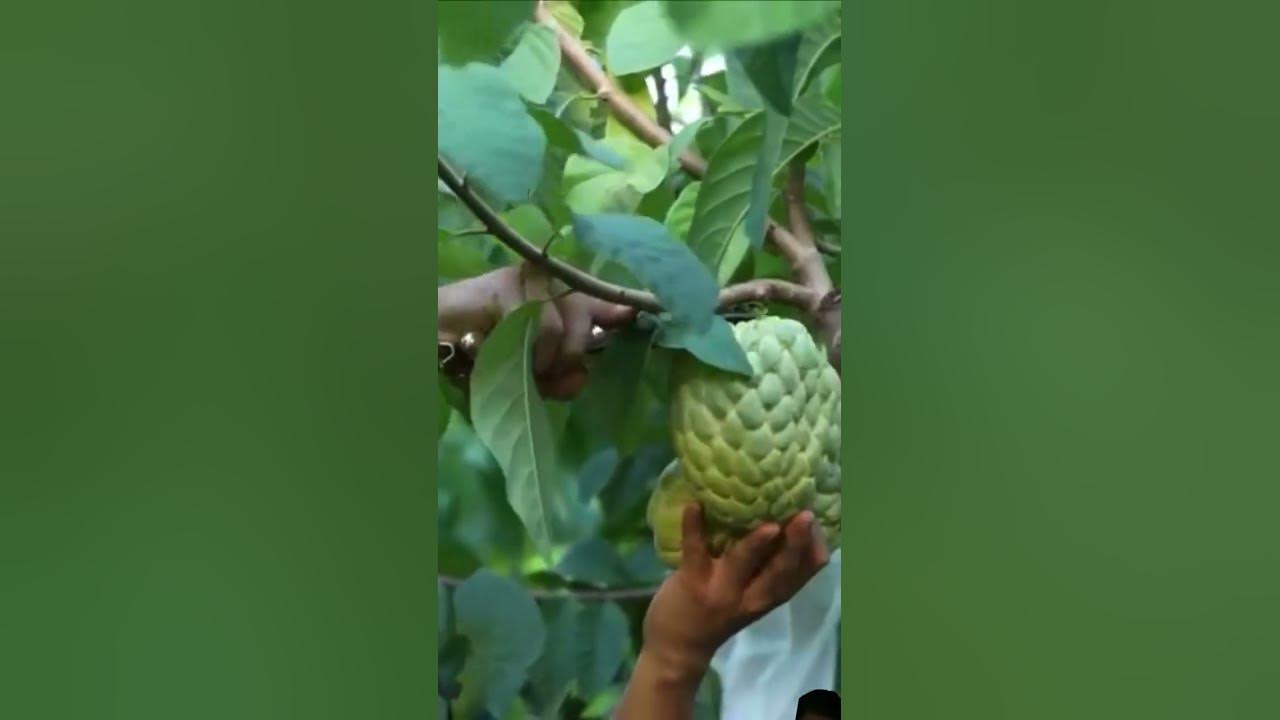 large-custard-apple-harvesting-season-fruit-satisfying-garden