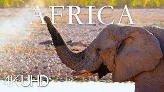 1 HOUR of African Wildlife - 4K, 60fps