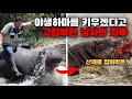 6년간 키운 야생하마에게 산채로 잡아먹힌 끔찍한 사건 :: 하마 Humphrey 사건